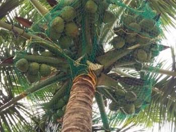 Coconut Safety Nets