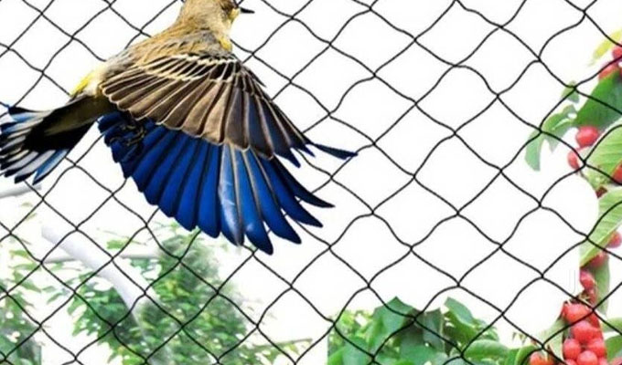 >Anti Bird Nets in Pune